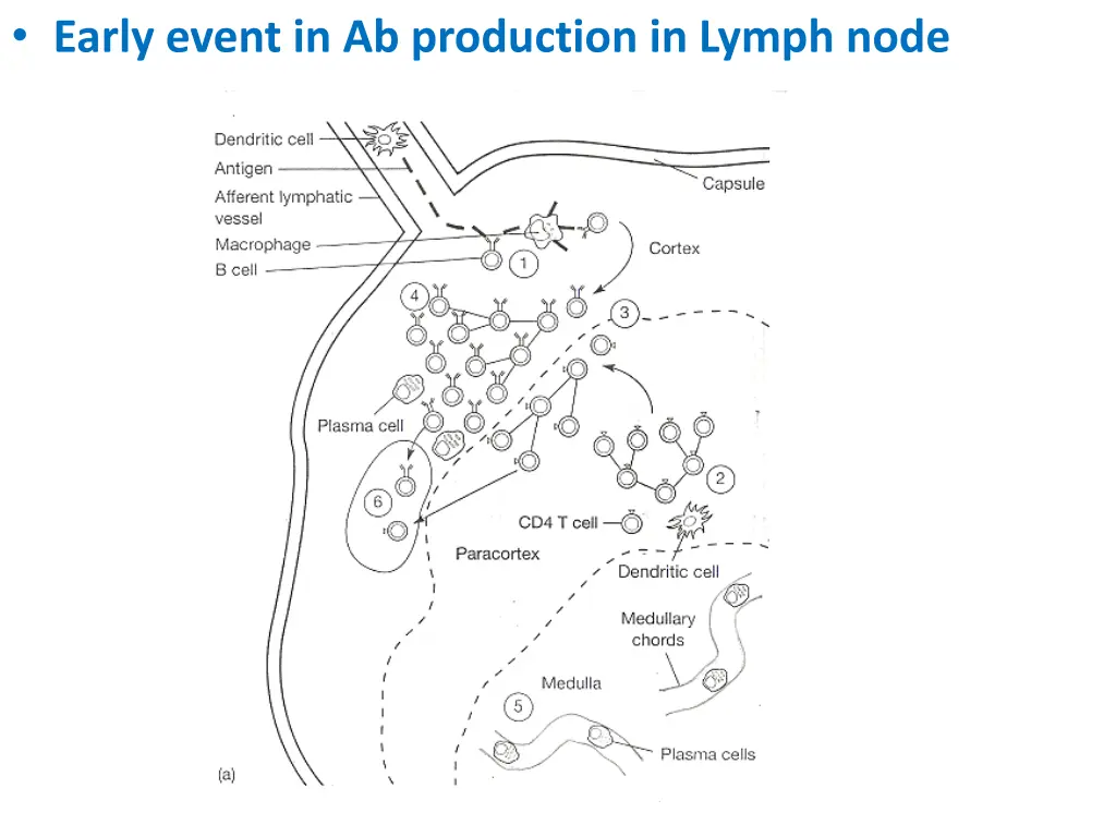 early event in ab production in lymph node