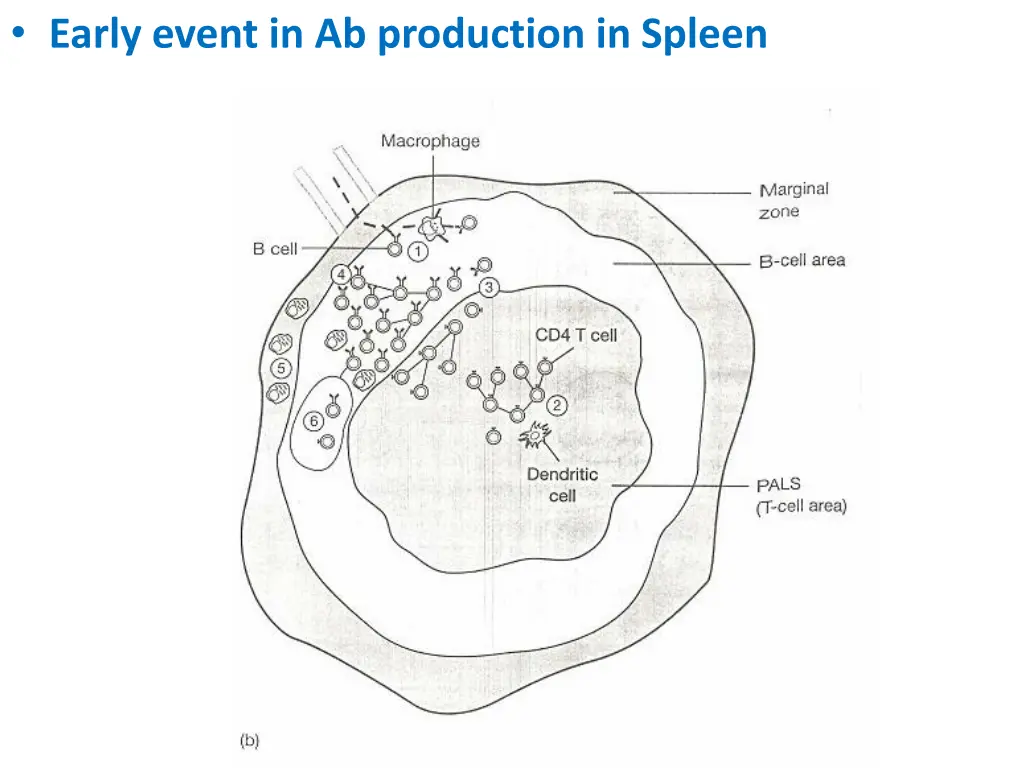 early event in ab production in spleen