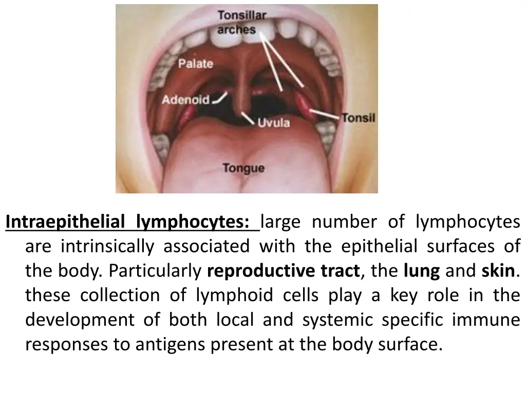 intraepithelial lymphocytes large number