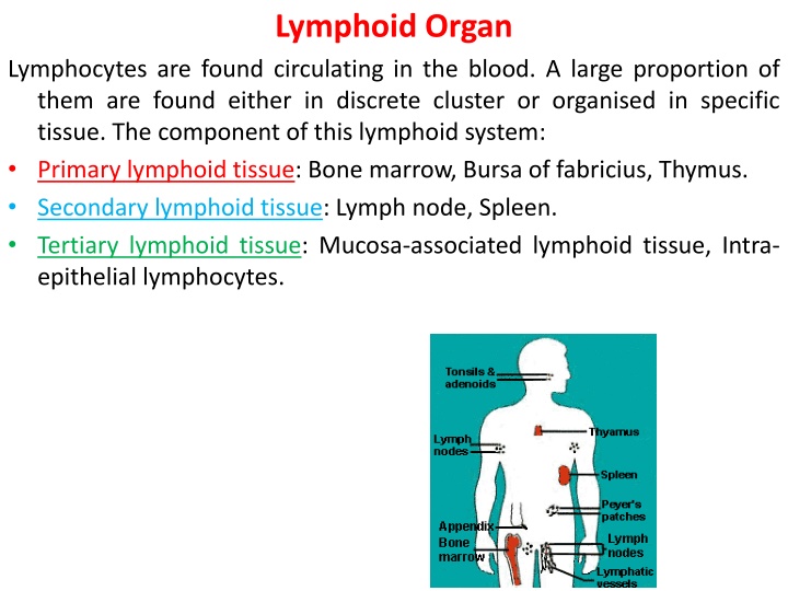 lymphoid organ