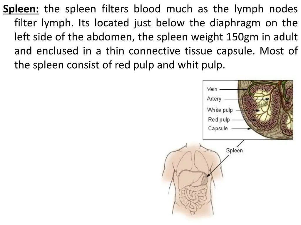 spleen the spleen filters blood much as the lymph