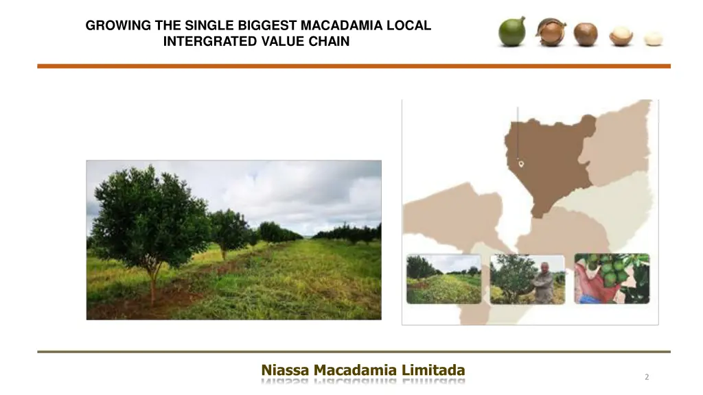 growing the single biggest macadamia local