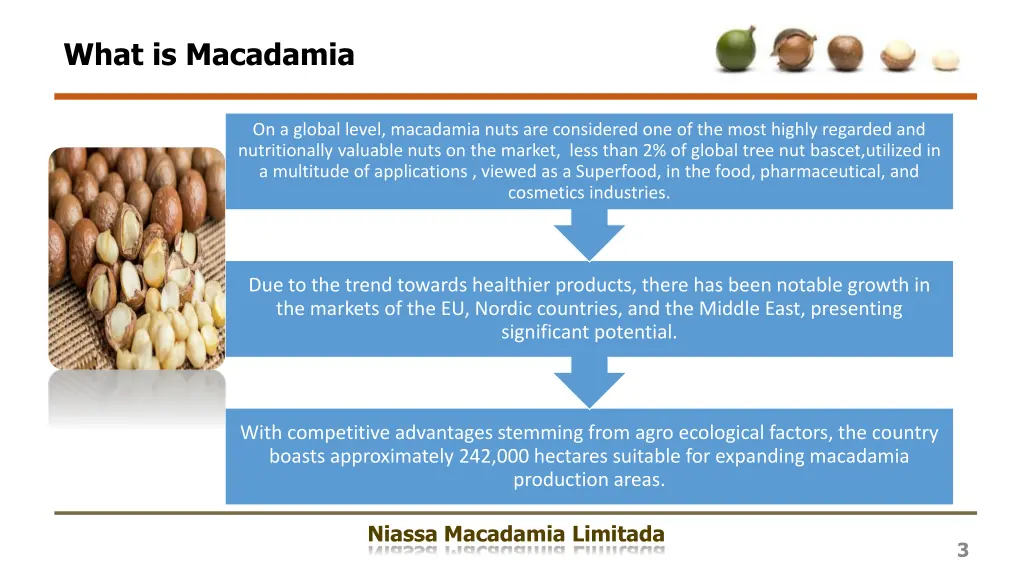 what is macadamia