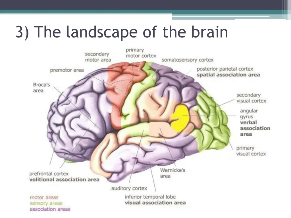 3 the landscape of the brain