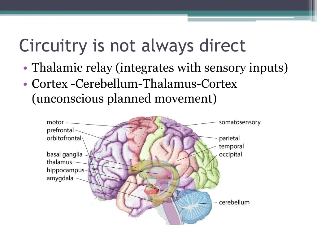 circuitry is not always direct thalamic relay