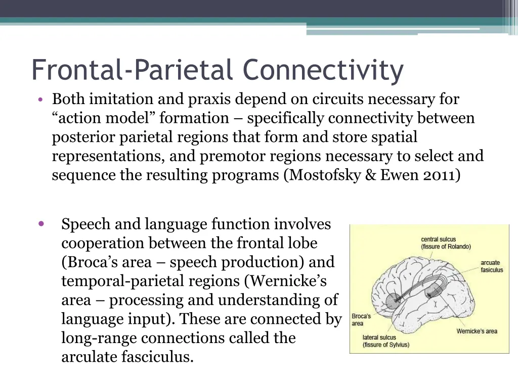 frontal parietal connectivity both imitation