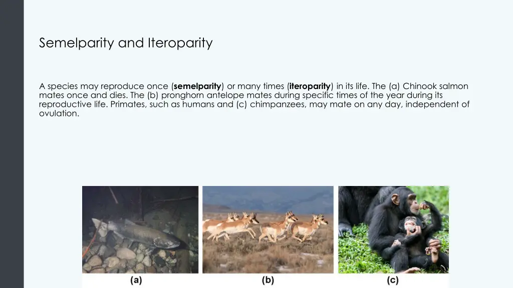 semelparity and iteroparity