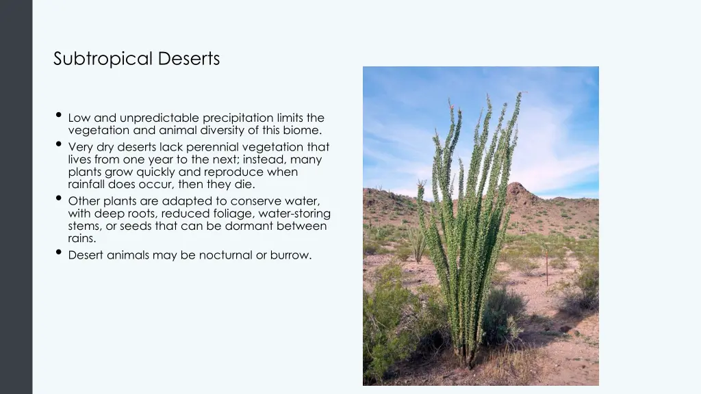 subtropical deserts