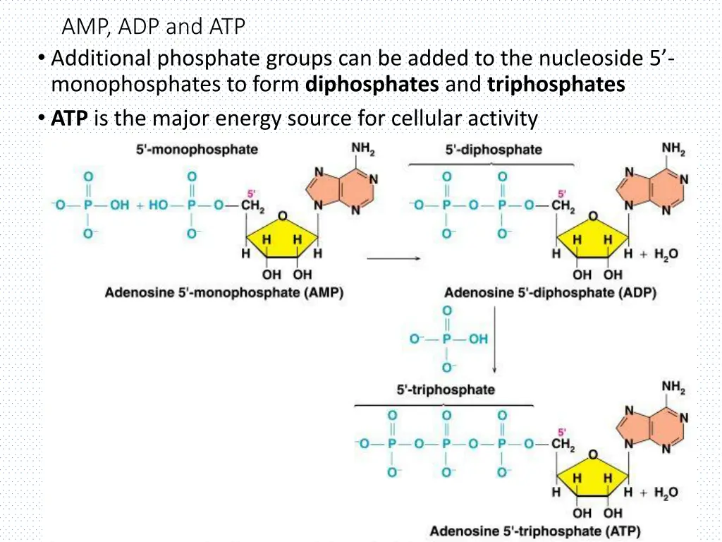 amp adp and atp additional phosphate groups