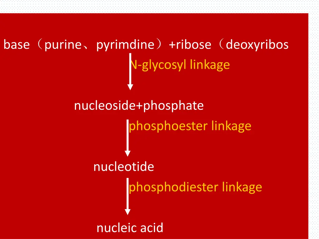 base purine pyrimdine ribose deoxyribos