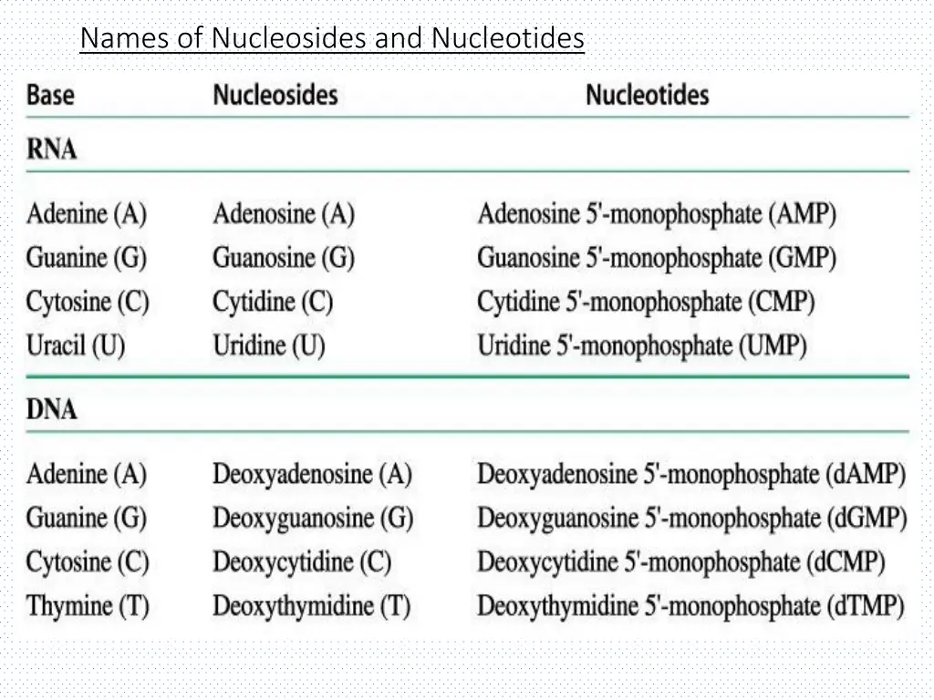 names of nucleosides and nucleotides