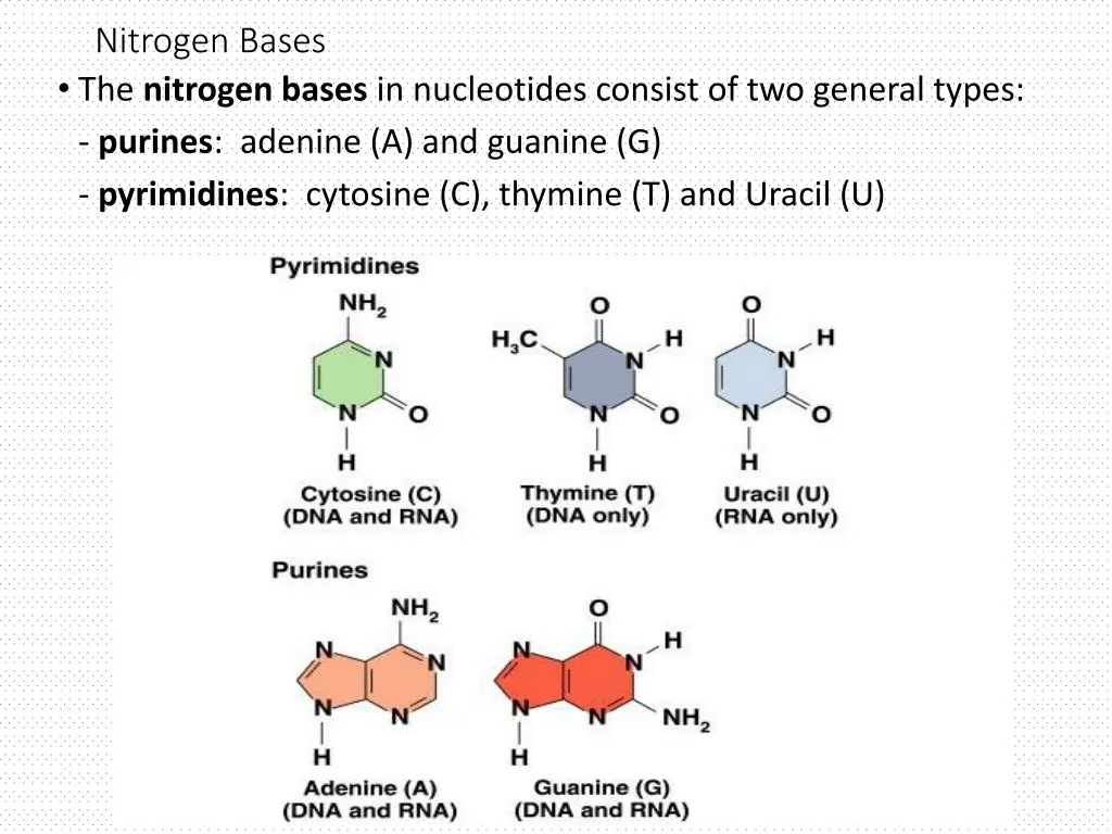 nitrogen bases the nitrogen bases in nucleotides