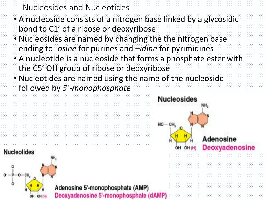 nucleosides and nucleotides a nucleoside consists