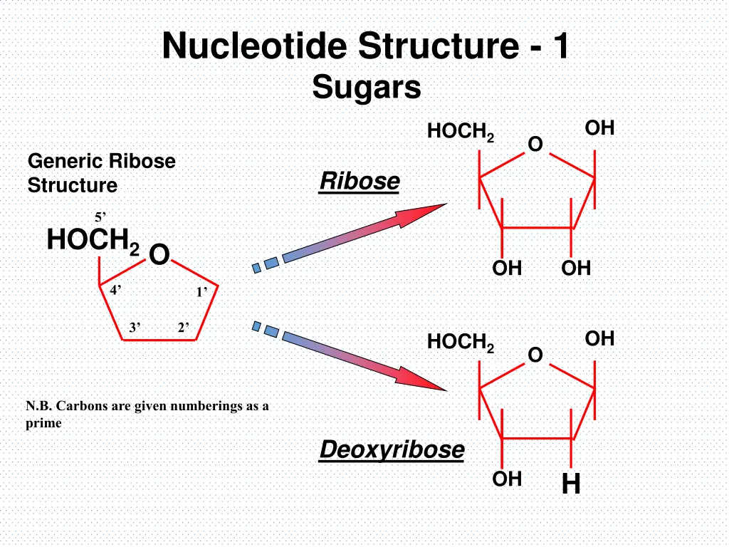 nucleotide structure 1 sugars