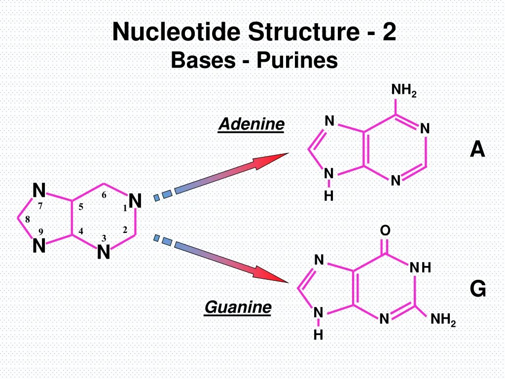 nucleotide structure 2 bases purines