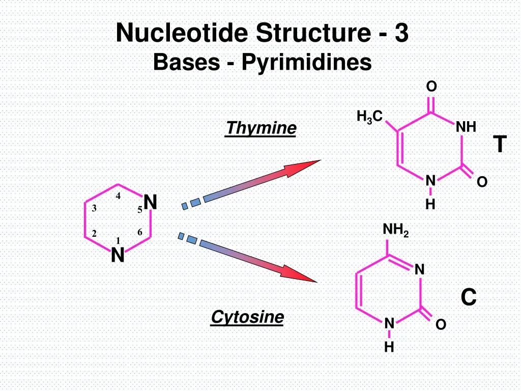 nucleotide structure 3 bases pyrimidines