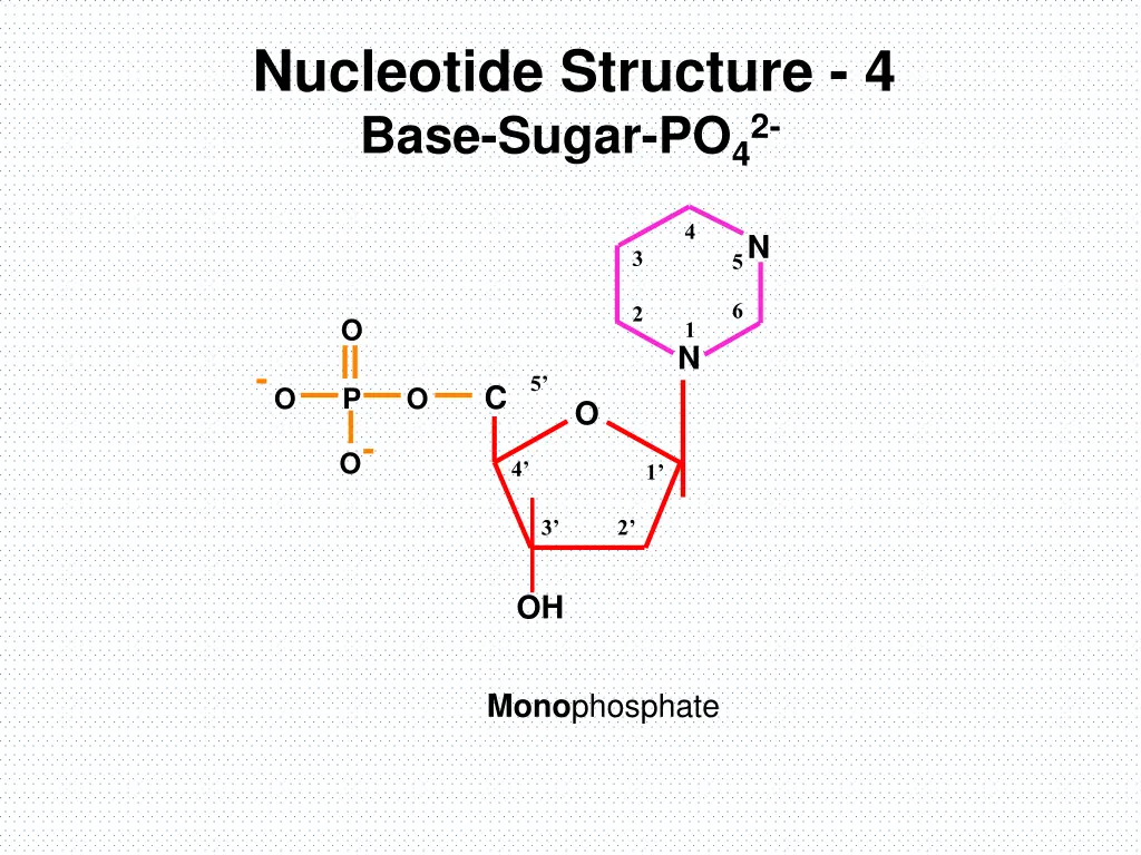 nucleotide structure 4 base sugar po 42