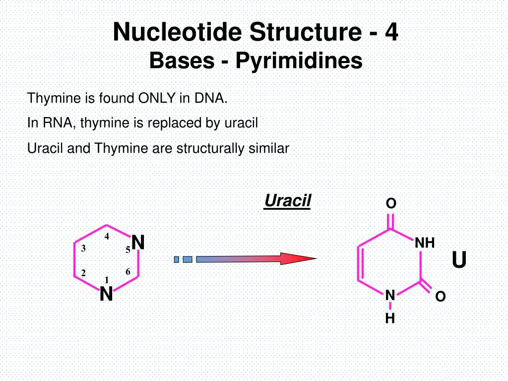 nucleotide structure 4 bases pyrimidines