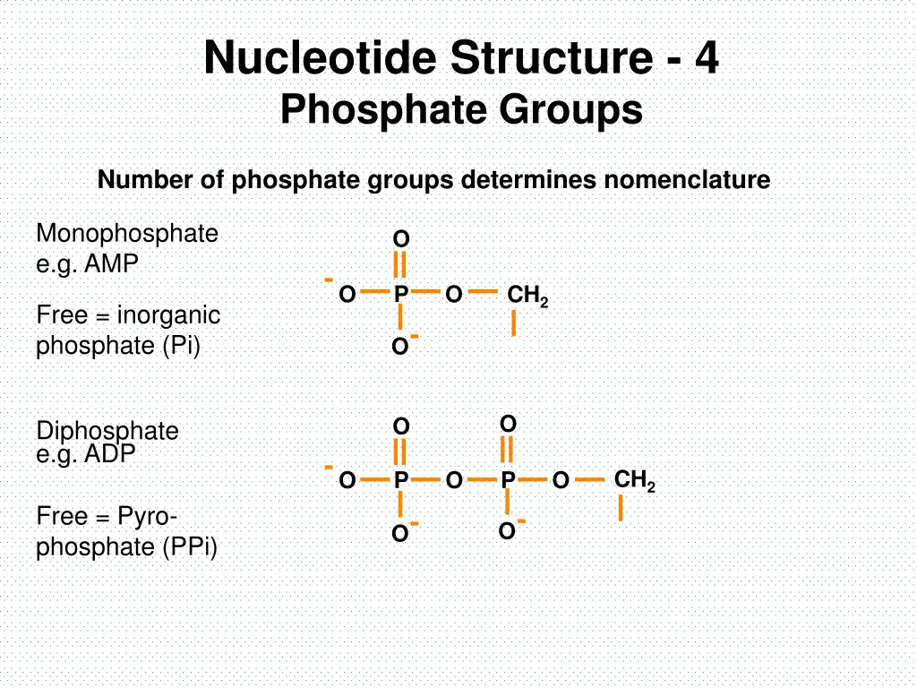 nucleotide structure 4 phosphate groups 1