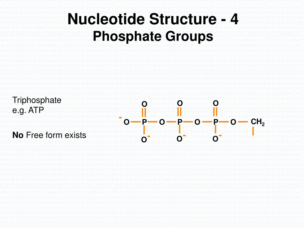 nucleotide structure 4 phosphate groups 2