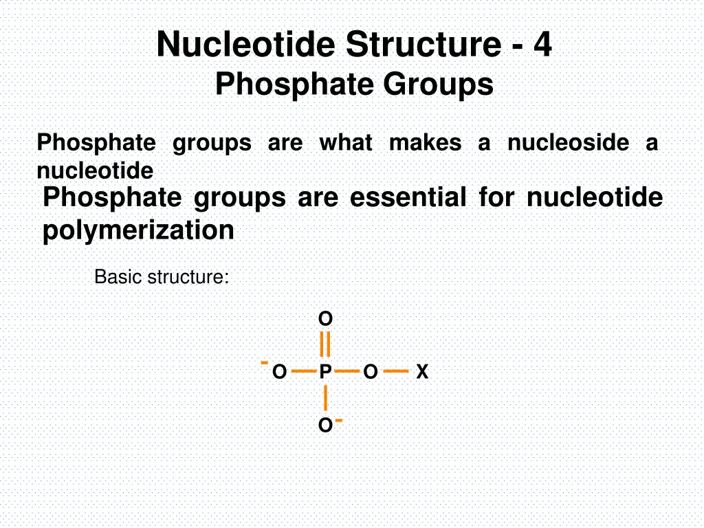 nucleotide structure 4 phosphate groups