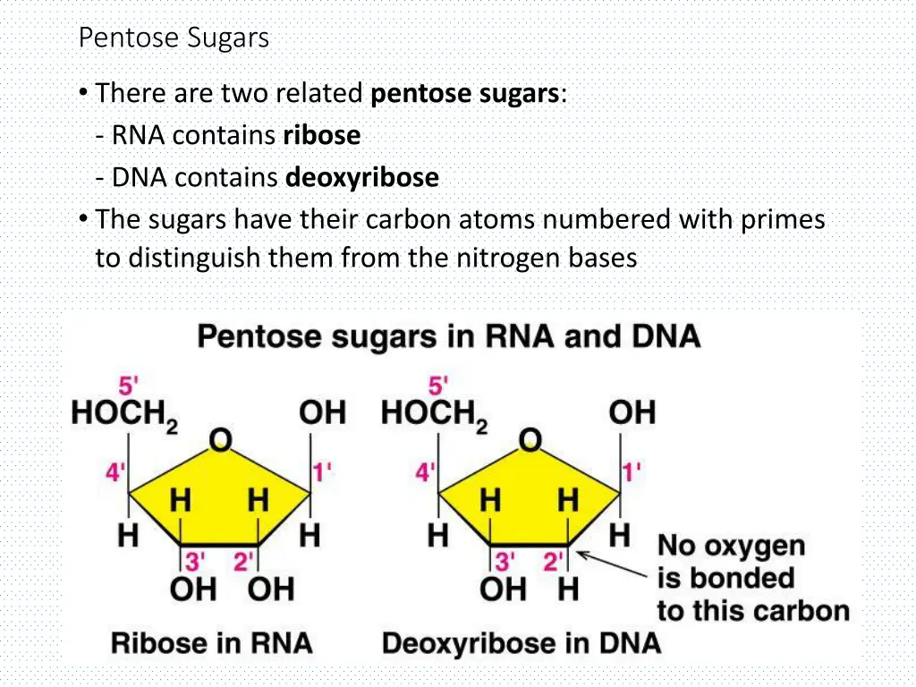 pentose sugars