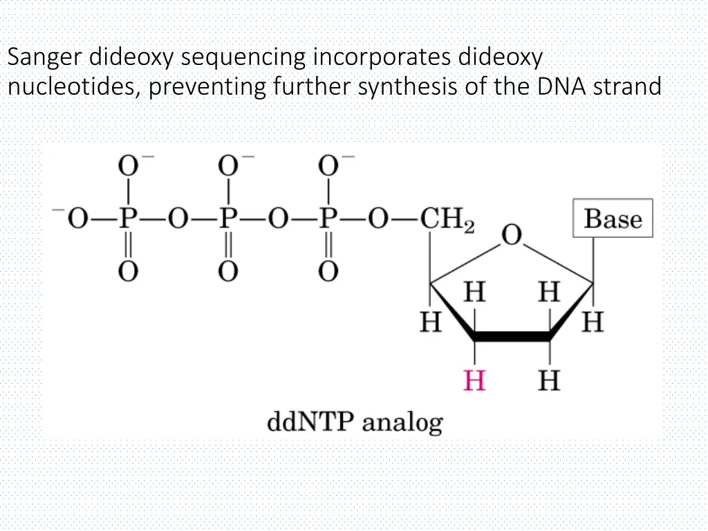 sanger dideoxy sequencing incorporates dideoxy