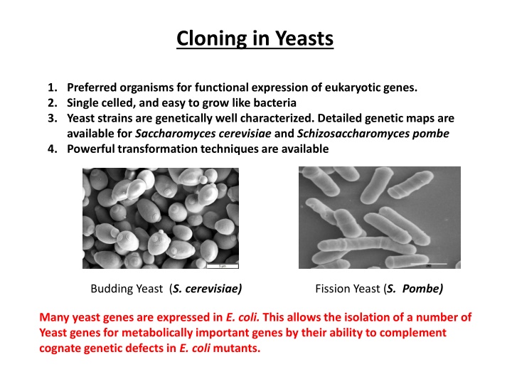 cloning in yeasts