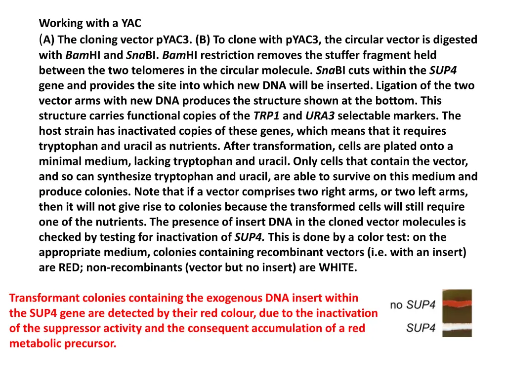 working with a yac a the cloning vector pyac3