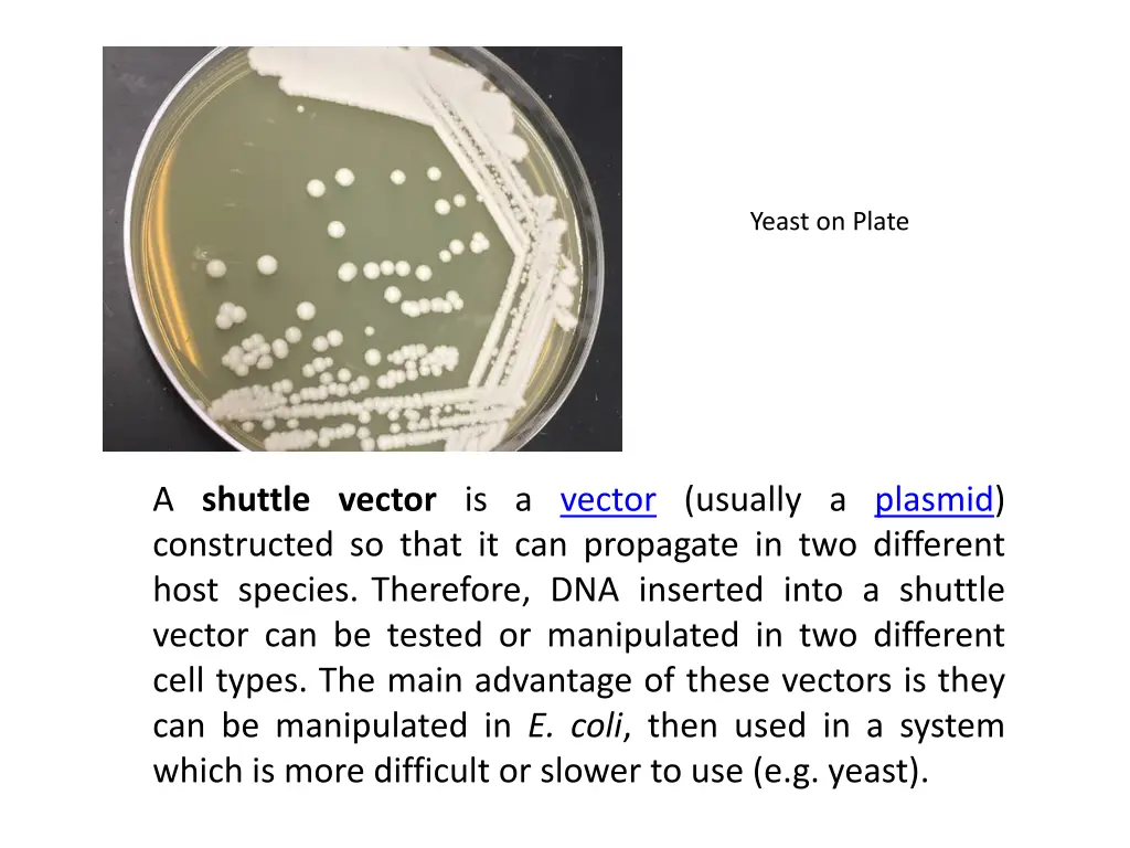 yeast on plate