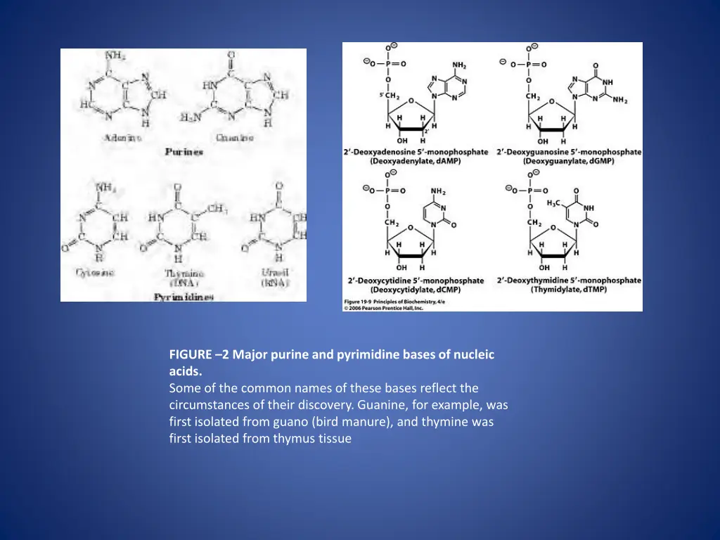 figure 2 major purine and pyrimidine bases