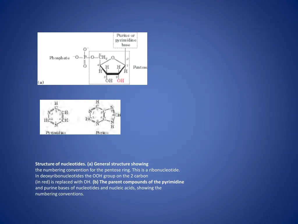 structure of nucleotides a general structure