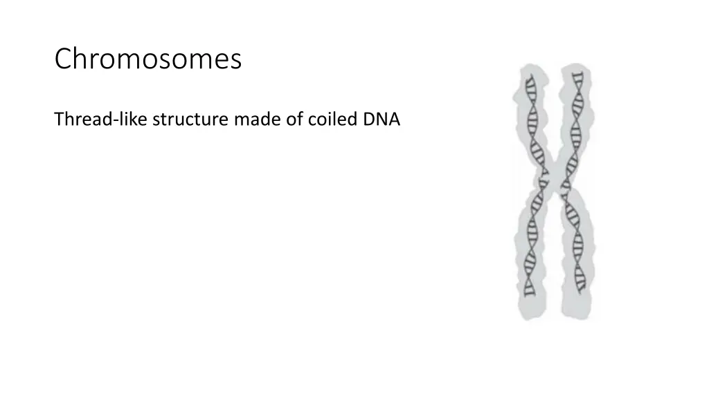 chromosomes