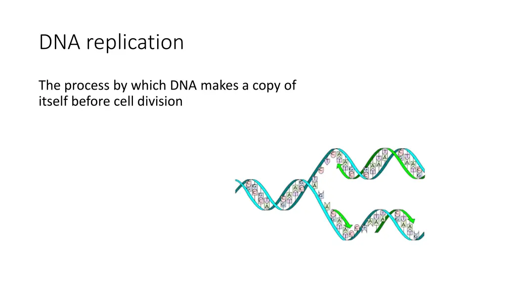 dna replication