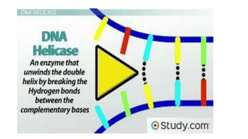 helicase