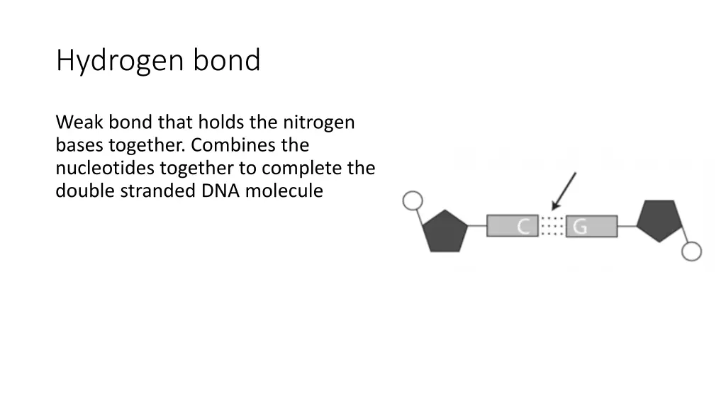 hydrogen bond