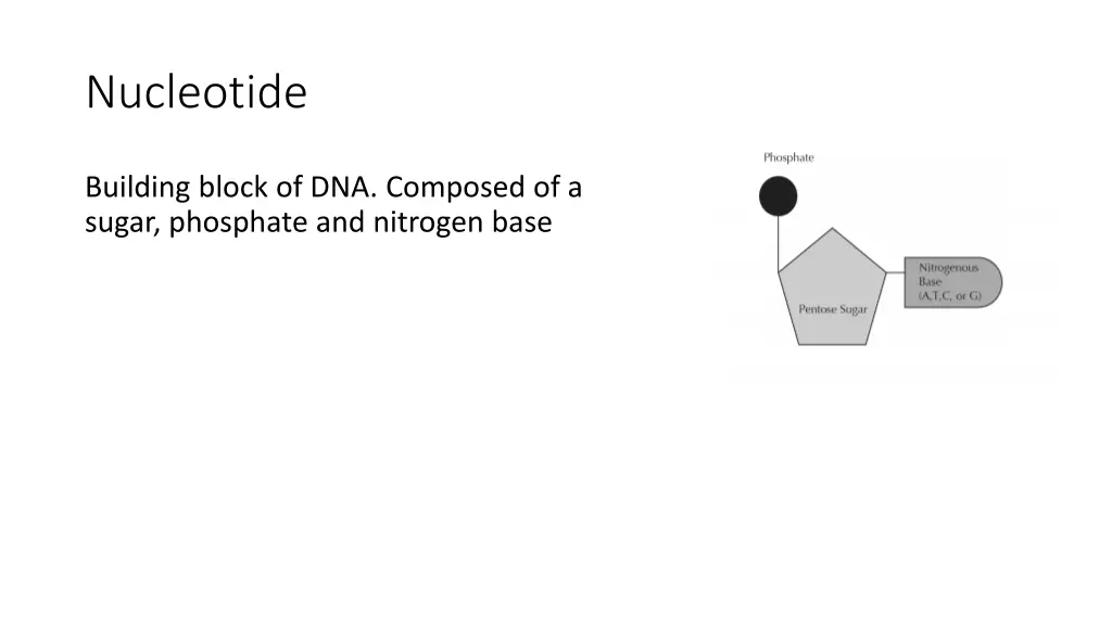 nucleotide