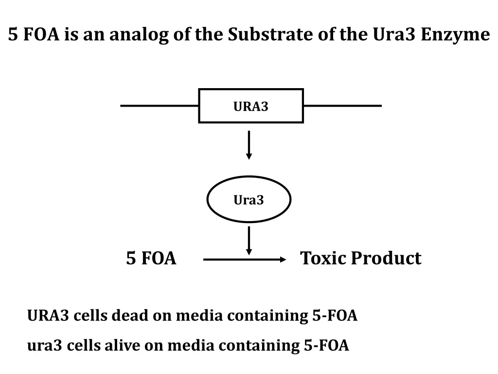 5 foa is an analog of the substrate of the ura3