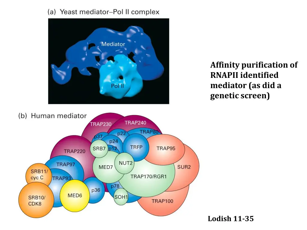 affinity purification of rnapii identified