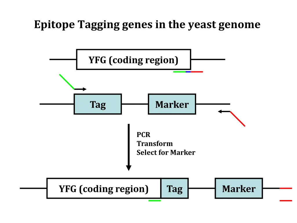 epitope tagging genes in the yeast genome 1