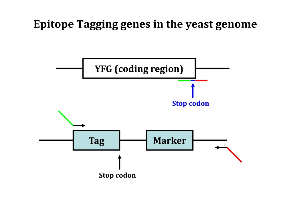 epitope tagging genes in the yeast genome