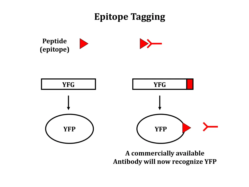 epitope tagging