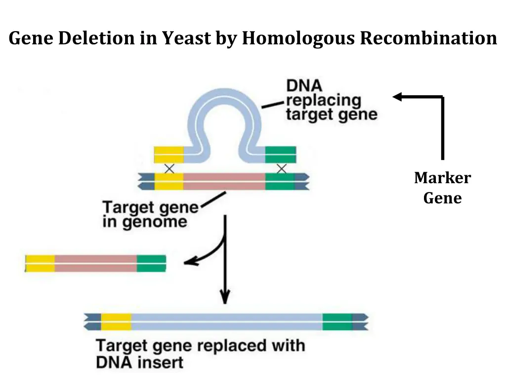 gene deletion in yeast by homologous recombination