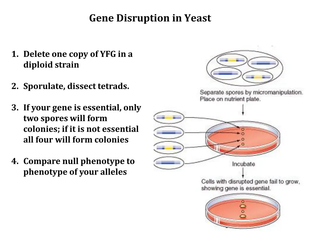 gene disruption in yeast 1