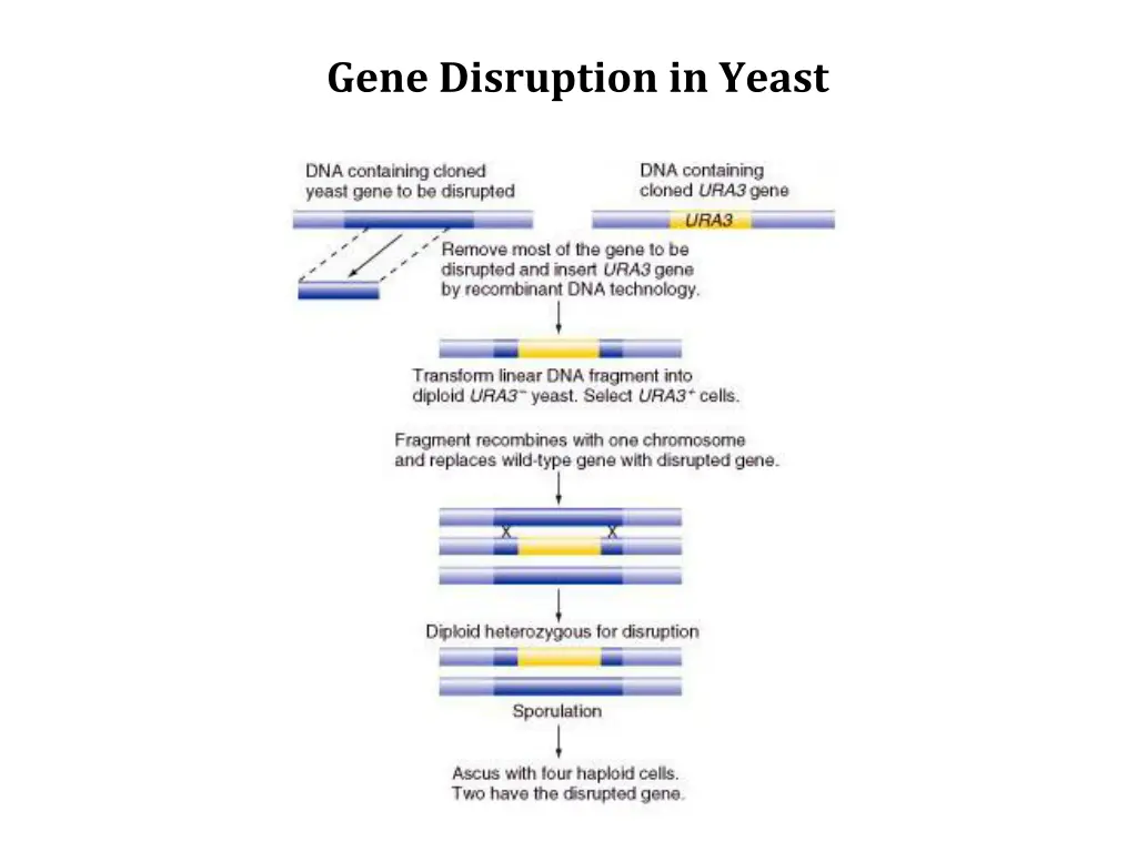 gene disruption in yeast