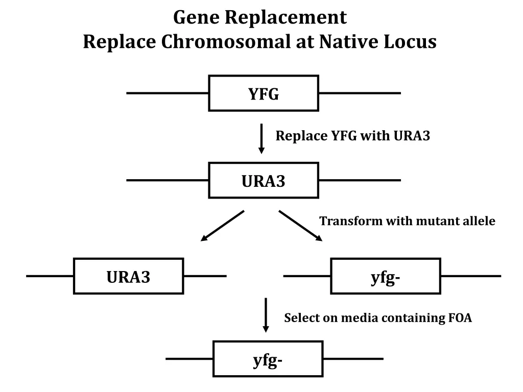 gene replacement 1