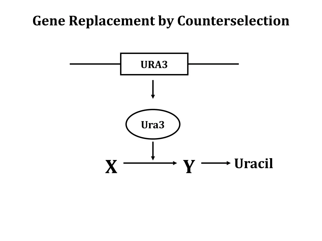 gene replacement by counterselection