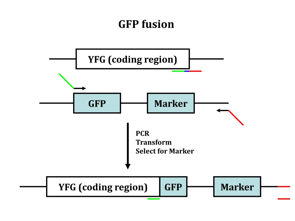 gfp fusion