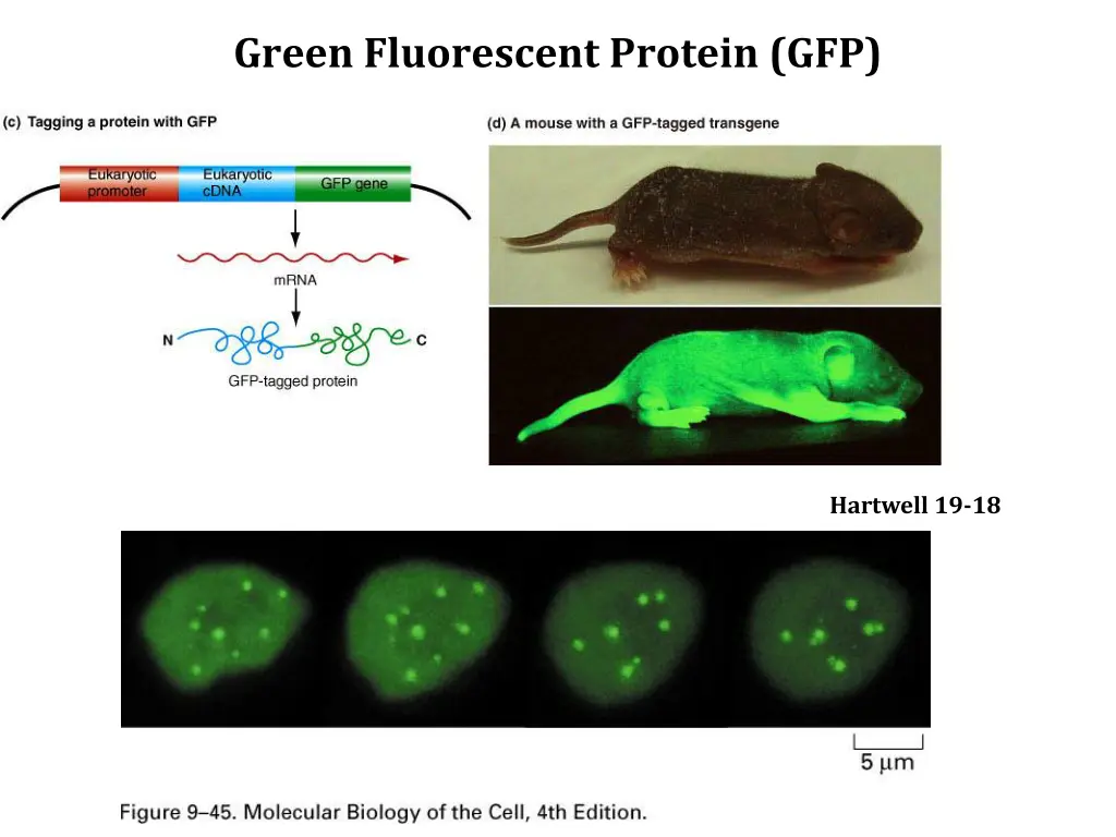 green fluorescent protein gfp