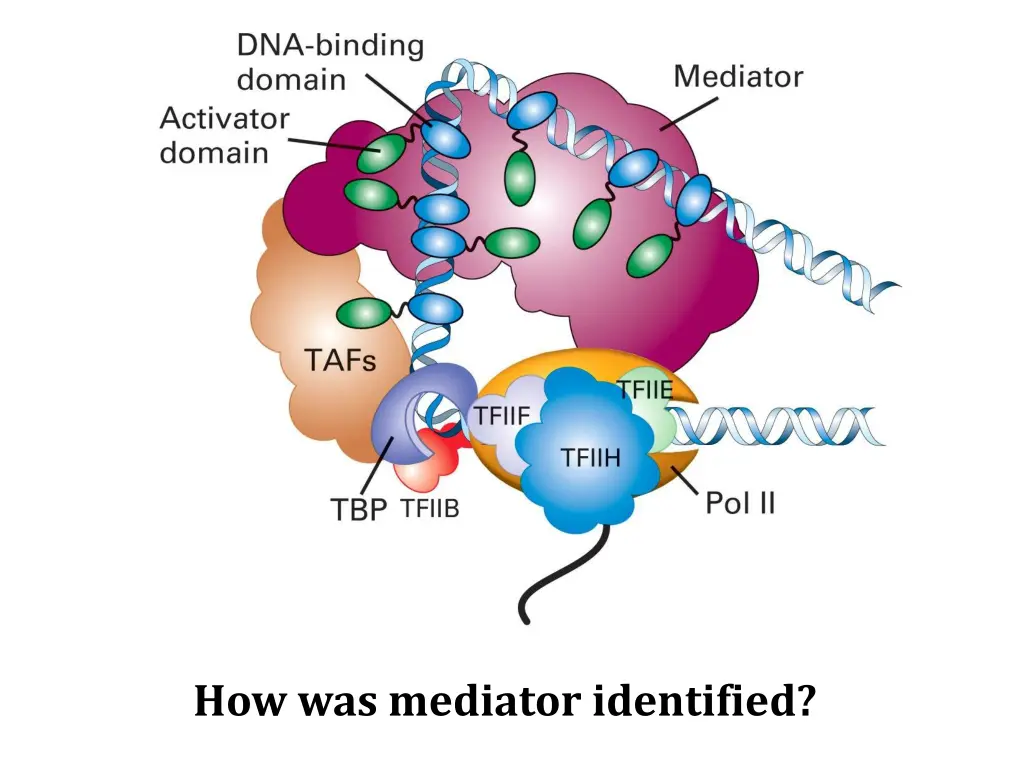 how was mediator identified